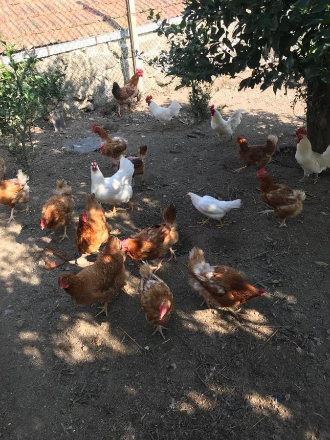 Quinta De Varzielas - Agroturismo Каштелу-ди-Пайва Экстерьер фото